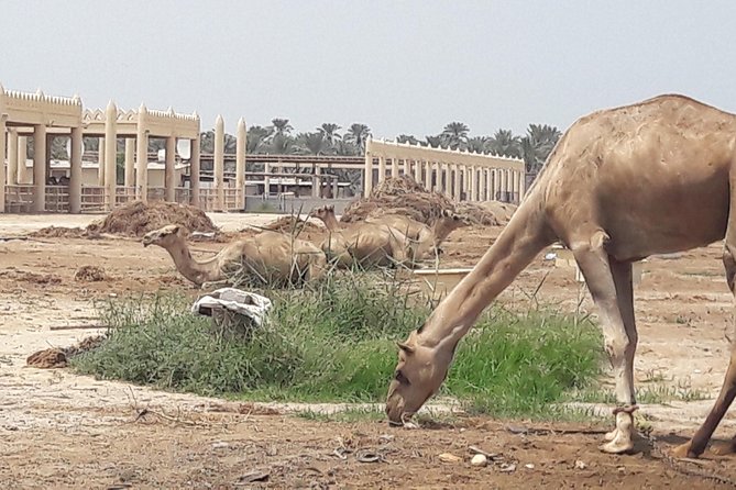 Private Tour and Sightseeing in Bahrain - VIP Tour - Explore Natural Beauty of Bay