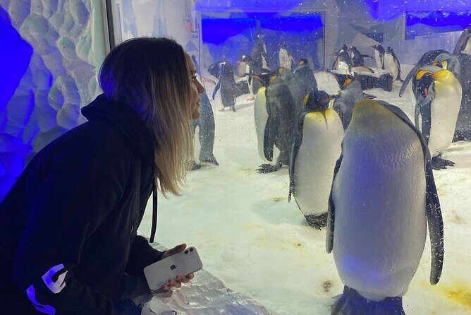 Private Tour: Auckland City, Aquarium, Sky Tower, Mt Eden & Wt - Key Points