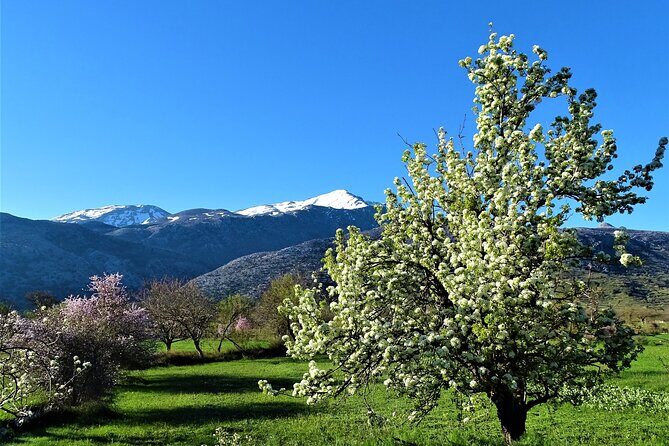 Private Tour-Authentic Villages of Lasithi Olive Oil and Wine - FAQ