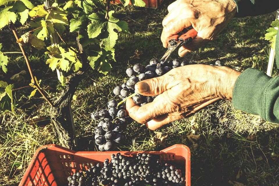 Private Tour: Barolo Wine Tasting in Langhe Area From Torino - Experience Highlights