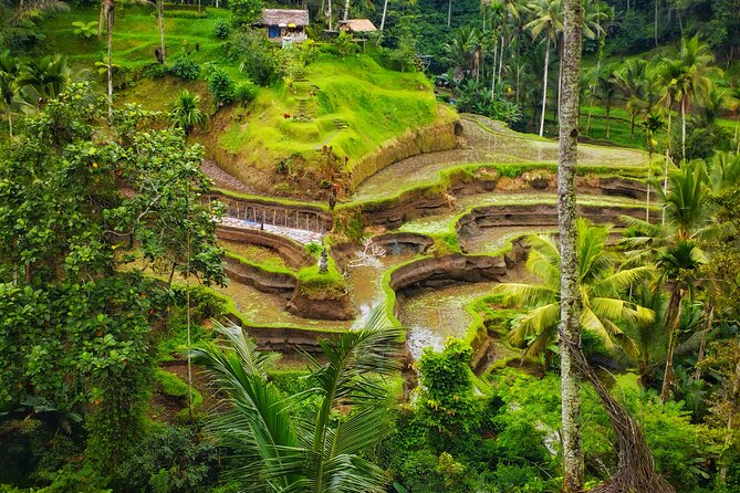 Private Tour Best of Ubud - Price Variation