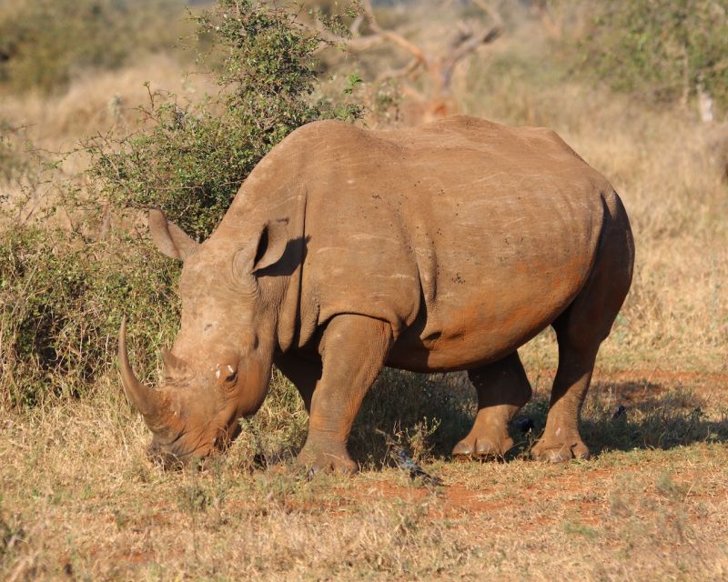 Private Tour: Big 5 Safari, Experience the Wild Animals - Itinerary and Highlights