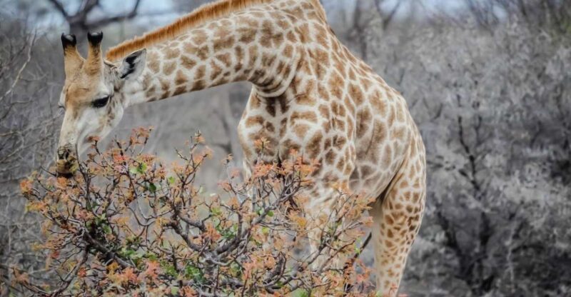 Private Tour: Big 5 Safari, Experience the Wild Animals - Wildlife Viewing Opportunities