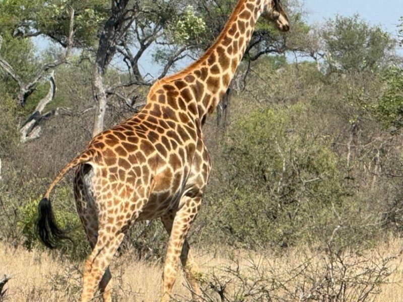 Private Tour: Big 5 Safari, Experience the Wild Animals - Transportation and Pickup Locations