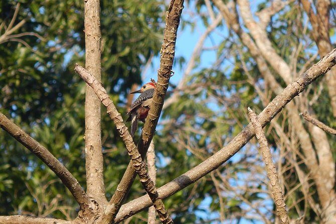 Private Tour: Birdwatching Cozumel Island - Who Will Enjoy This Tour?