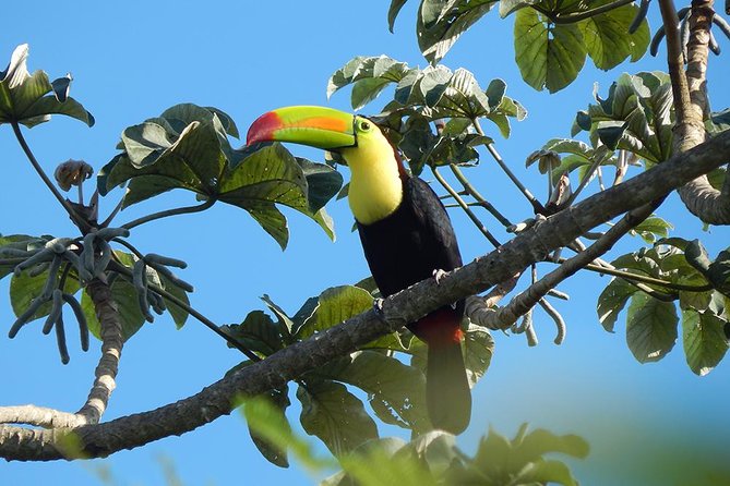 Private Tour: Birdwatching Playa Del Carmen - What to Expect