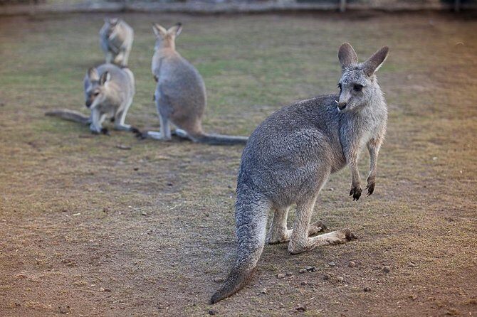Private Tour: Blue Mountains Day Trip from Sydney - A Comprehensive Look at the Blue Mountains Private Tour