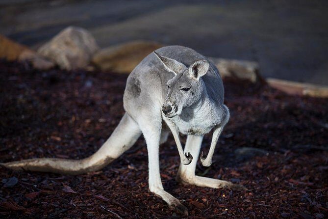 Private Tour: Blue Mountains Day Trip from Sydney - Practical Details
