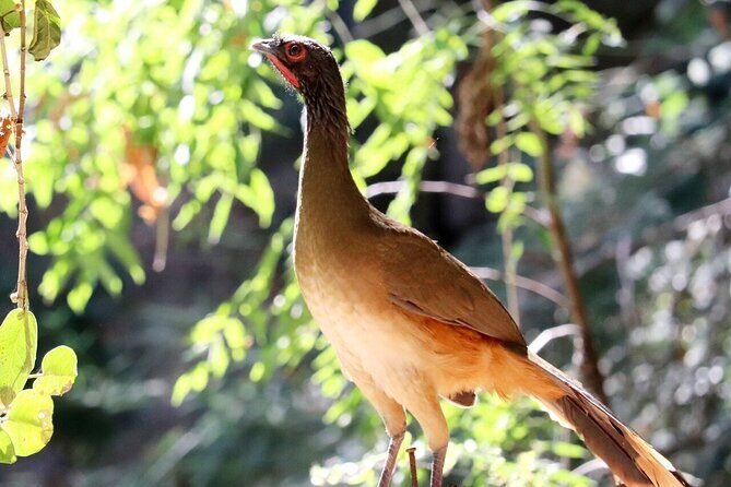 Private Tour: Botanical Garden, Petroglyphs & Mexican Food - Ancient Petroglyphs and Mountain Mysteries