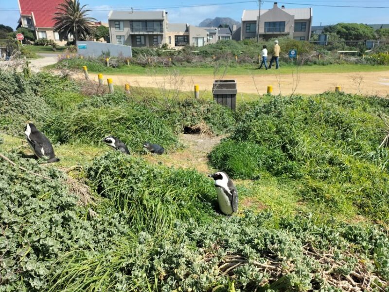 Private Tour: Cape Town to Cape Agulhas See Penguins - Pricing and Inclusions