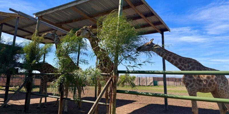 Private Tour: Cape Town Wildlife -Watch Lion Feeding Session - Historical Towns Exploration