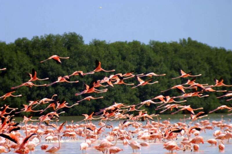 Private Tour Celestun Flamingo Watching and Beach - Key Points