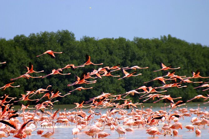 Private Tour Celestun Flamingo Watching and Beach - Meeting and Pickup