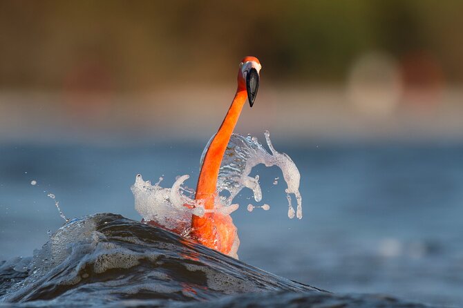 Private Tour Celestun Flamingo Watching and Beach - Accessibility and Participation