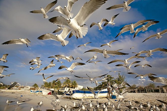 Private Tour Celestun Flamingo Watching and Beach - Pricing and Reviews