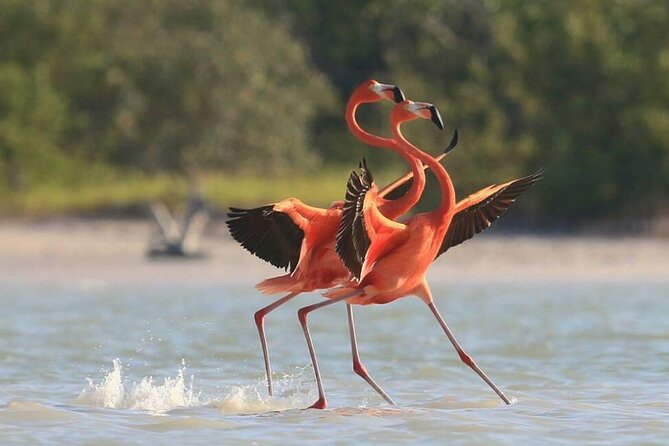 Private Tour Celestun Flamingo Watching and Beach - Boat Journey Through Mangrove Forest