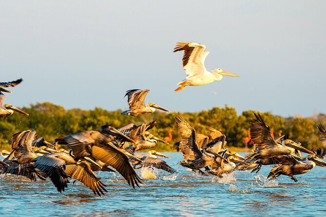 Private Tour Celestun Flamingo Watching and Beach - Relax at Celestun Beach