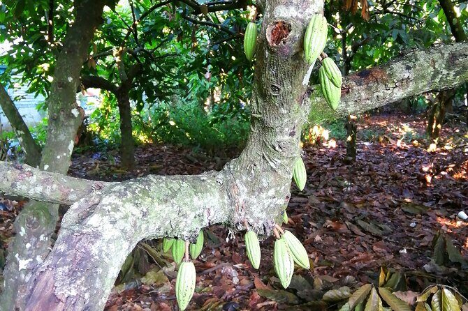 Private Tour Damajagua Waterfalls and Dominican Flavours - FAQ: Your Questions Answered