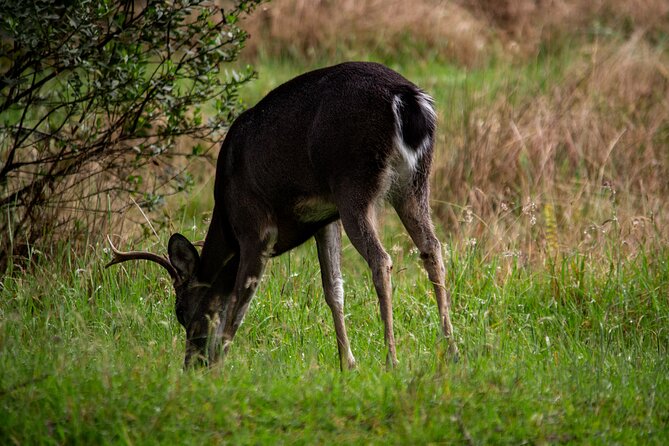 Private Tour Deer in the Chingaza Páramo and Suasie Trail - Exploring the Chingaza Páramo