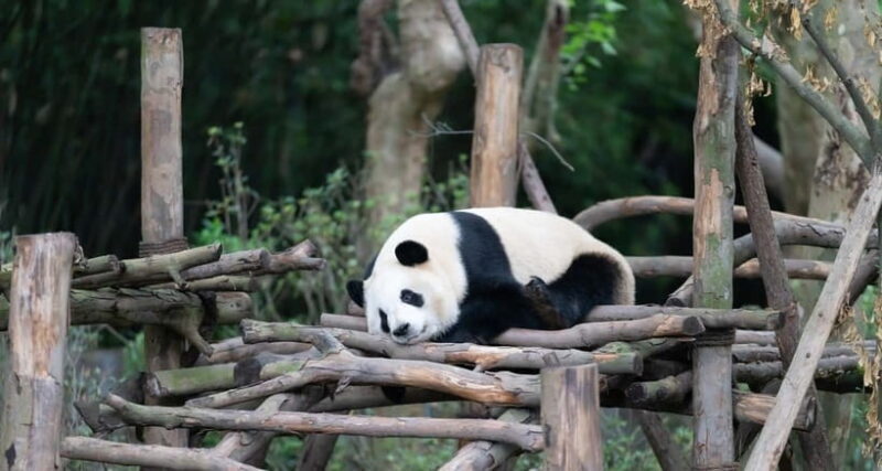 Private Tour: Discovering Pandas & the Majestic Giant Buddha - Key Points