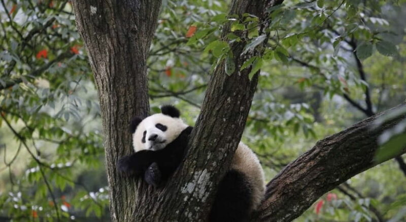 Private Tour: Discovering Pandas & the Majestic Giant Buddha - Value and Practical Tips