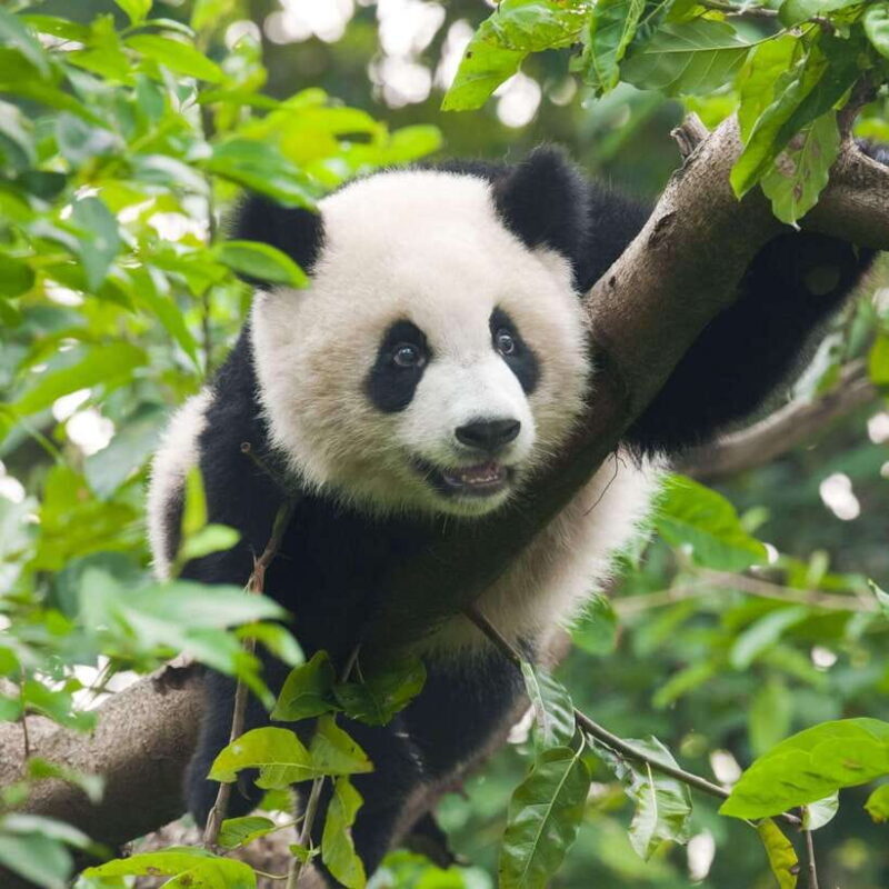 Private Tour: Discovering Pandas & the Majestic Giant Buddha - The Sum Up