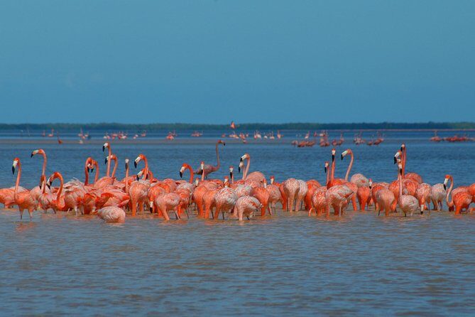 Private Tour: Ek Balam, Pink Flamingos Sanctuary and Tequila Tasting Factory - An In-Depth Look at the Tour Experience