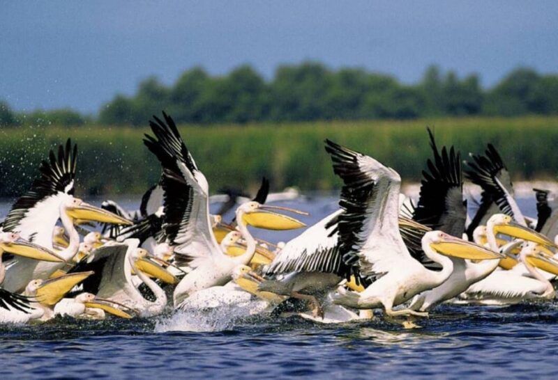 Private Tour From Bucharest to Danube Delta 2 Days Tour - Unique Ecosystem Highlights