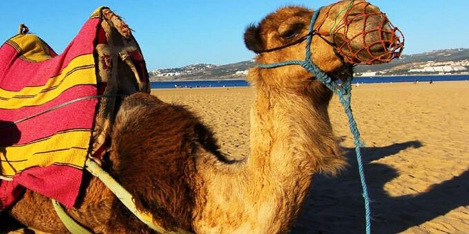 Private Tour From Gibraltar to Tangier - Booking and Flexibility