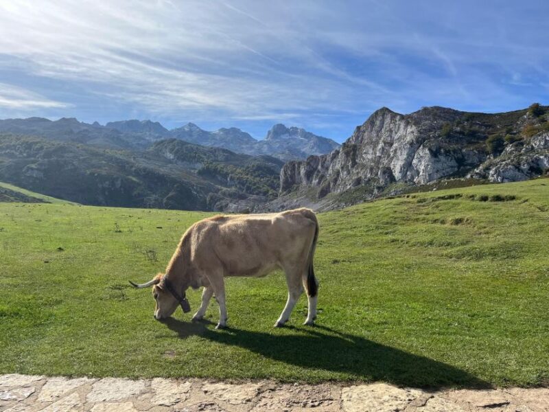 Private Tour From Oviedo to Covadonga and Europe Peaks Lakes - Key Points