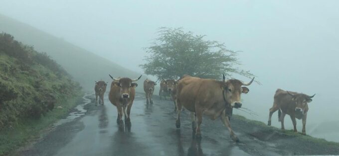 Private Tour From Oviedo to Covadonga and Europe Peaks Lakes - Pickup and Drop-off Locations