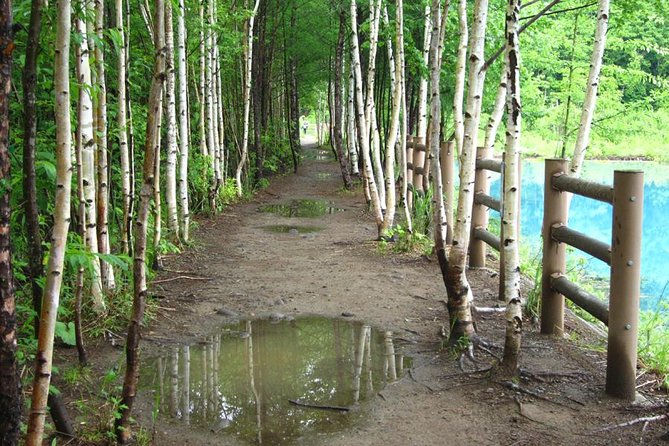 Private Tour: Full-Day Walking Tour With Professional Local Guide in Yakushima Island - Nagata Inakahama