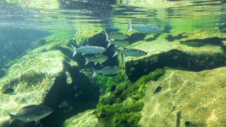 Private Tour: Great Snorkeling Adventure at the Riviera Maya - Thrilling Lassie River Cave Adventure