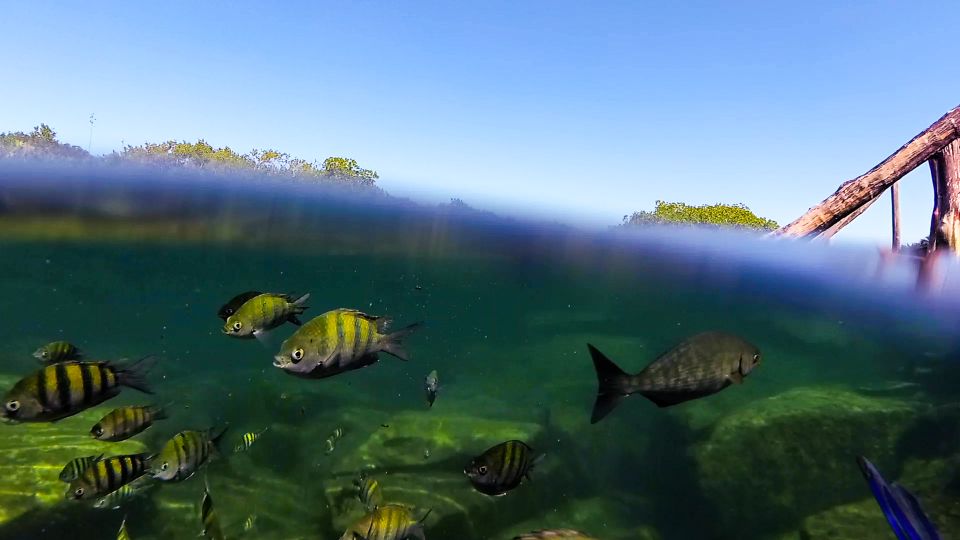 Private Tour: Great Snorkeling Adventure at the Riviera Maya - Taking in Mayan Cultural Exhibits