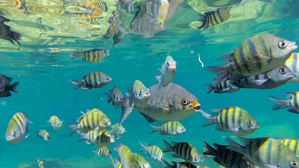 Private Tour: Great Snorkeling Adventure at the Riviera Maya - Savoring Traditional Mexican Cuisine