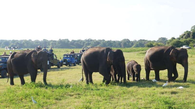 private tour guide in Sri lanka : 5 Days Tour Package - Who This Tour Suits Best