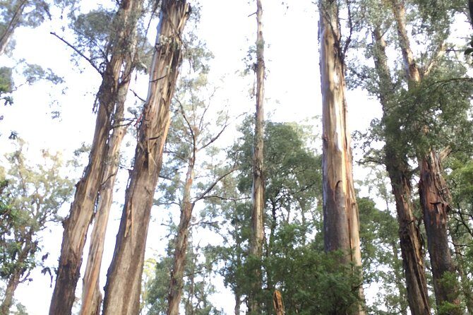 [Private Tour] Healesville Sanctuary Wildlife & Puffing Billy Steam Train - An Introduction to the Tour Experience