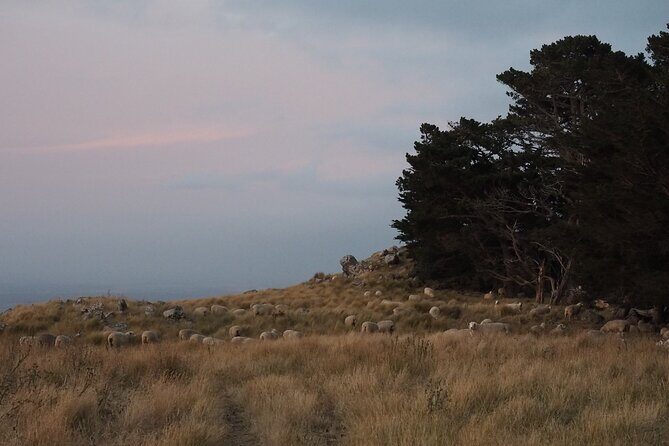 Private Tour Highlights of Christchurch NZ - Who Is This Tour Best For?