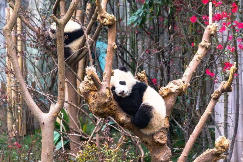 Private tour in Chengdu Panda Base and Leshan Giant Buddha - An In-Depth Look at the Tour