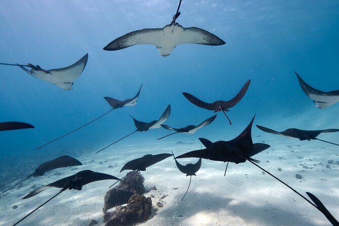 Private tour in Moorea by boat, visit and snorkeling - Exploring Moorea’s Waters: An In-Depth Review of the Private Boat & Snorkeling Tour