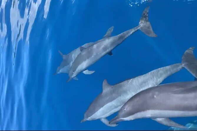 Private tour in Moorea by boat, visit and snorkeling - The Sum Up: A Memorable, Authentic Marine Journey