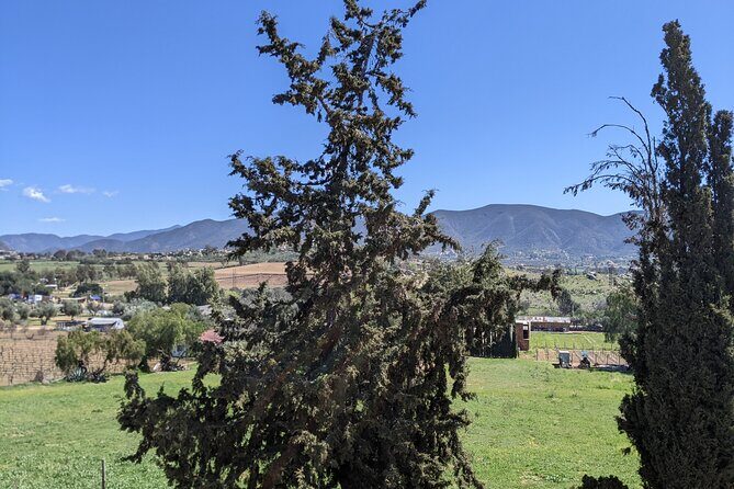 Private Tour in Valle De Guadalupe - The Transportation and Timing