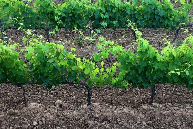 Private Tour: Montalcino Wine Tasting Experience - Pickup Locations