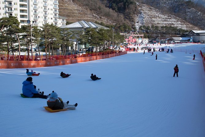 [Private Tour] Nami Island & Snow Viewing and Snow Sled (More Members Less Cost) - Highlights of Nami Island