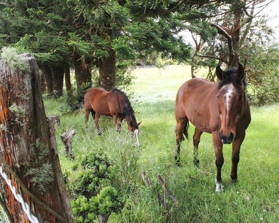 Private Tour : OAHU, MAUI, KAUAI or BIG ISLAND : Pick Any ISLAND - Good To Know