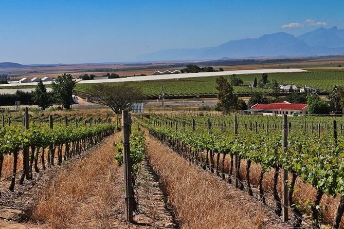 Private Tour of 3 Top Winelands With Wine Tasting From Cape Town - Customer Feedback