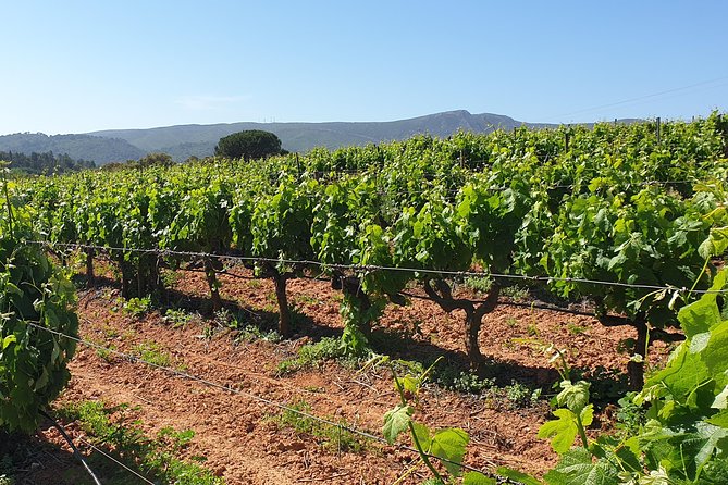 Private Tour of Azeitão / Palmela / Setúbal Wines - Accessibility and Participation