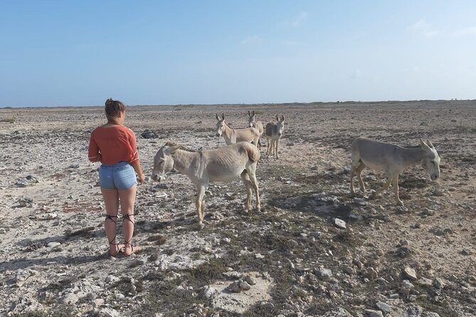 Private Tour of Bonaire - Key Points