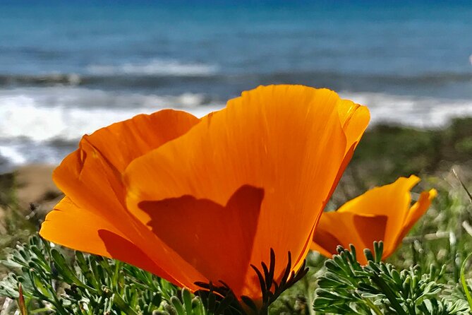 Private Tour of Californias Central Coast (San Luis Obispo-Paso Robles-Cambria) - Tour Operating Hours