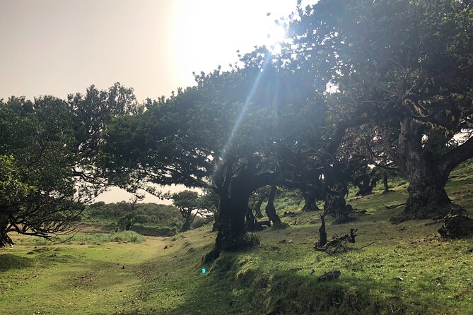 Private Tour of Fanal Park Ancient Trees - Customer Reviews